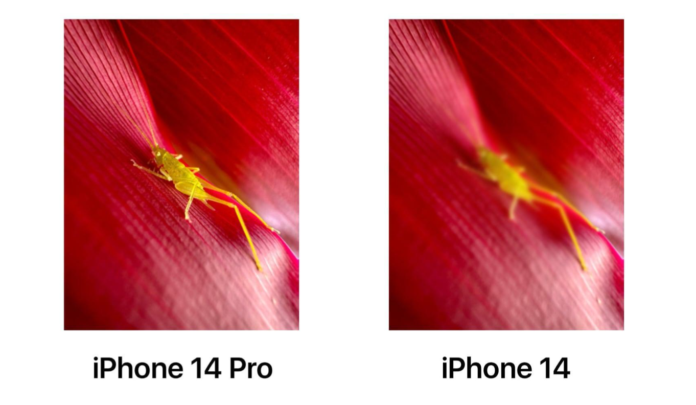 אייפון 14 לעומת אייפון 14 פרו: מה ההבדלים?